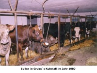 l30 - Bullen-in-Grubes-Kuhstall-1980